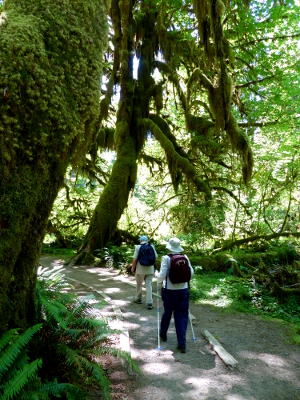 Two seniors hiking through a grove of Big-Leaf Maples laden with moss on the Hall of Mosses trail