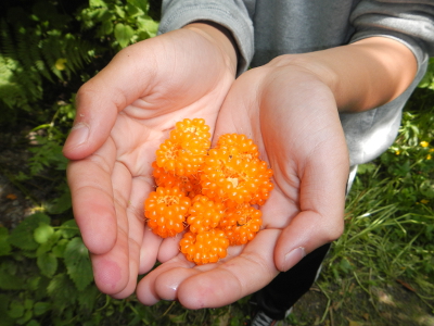 Close-up of a boy's hands cupped together and holding some beautiful yellow salmonberries