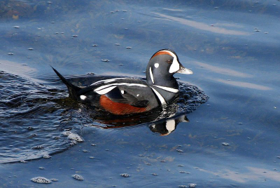 Close-up side view of a male Harlequin Duck in breeding plumage