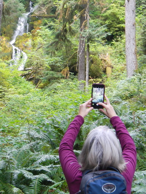 A participant raises her phone to take a photo of a waterfall among a sea of large sword ferns