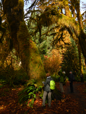 Participants photographing Big Leaf Maple trees on the Hall of Mosses trail in the Hoh Rainforest