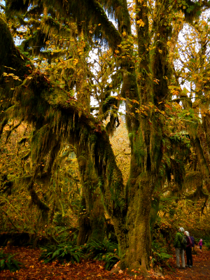 Two participants look very small next to huge Big Leaf Maples trees draped in moss in the fall