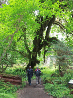 Two participants hiking side-by-side in the Hoh Rainforest with trekking poles
