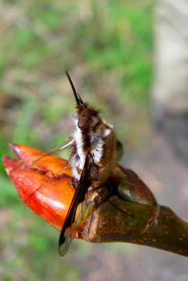 Close-up of a furry moth with a long break-like proboscis and clear wings sitting on the end of a plant bud