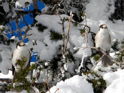 Two curious gray jays sit in a snow and ice covered subalpine fir tree hoping for a handout at Hurricane Ridge