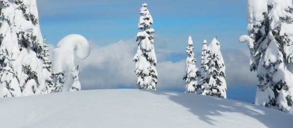 A subalpine fir in Olympic National Park bent over from a heavy snow load looks like a candy cane