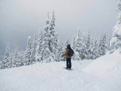 A scene of snow laden subalpine trees with a tour participant on snowshoes in the distance 
