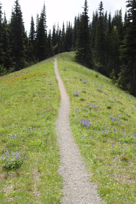 Narrow hiking trail bordered by a wildflower meadow and subalpine trees in Olympic National Park