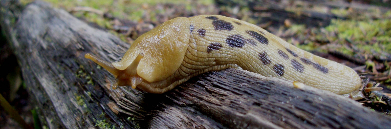 Close-up of a light yellow banana slug with dark brown spots crawling towards the camera