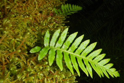 Close-up of a Licorice Fern on a moss-covered branch in Washington State