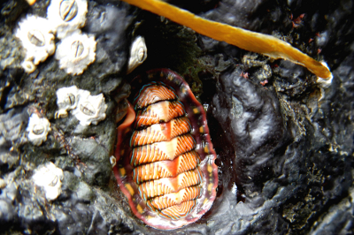 Close-up of a beautiful orange and purple patterned Olympic National Park Lined Chiton attached to a rock