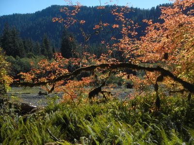 A brilliant red vine maple spreads a limb over sword fern towards the sparkling blue Hoh River in Olympic National Park