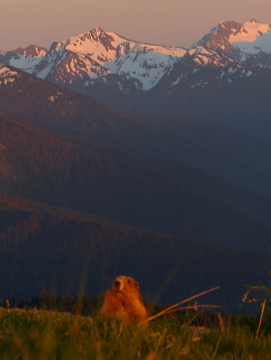A golden Olympic Marmot looks out among the grass with the colors of the sunset reflected in the snowclad Olympic mountains