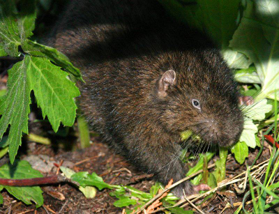 Close-up of a Mountain Beaver showing its human-like ears and otherwise rodent-like features