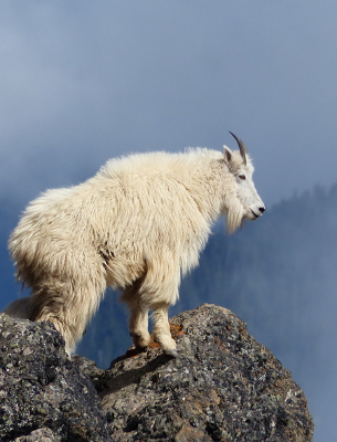 A mountain goat stands like a sentinel on a lichen-covered rocky precipice against a beautiful blue cloudy background