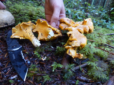 A clump of chanterelle mushrooms grows on the forest floor, two have been cut exposing the gills