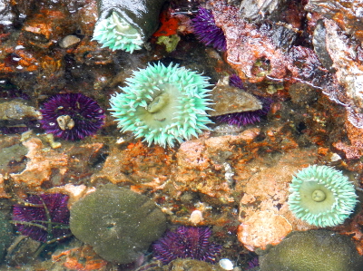 A Pacific Northwest tide pool is shown here populated with Purple Urchin and Giant Green Anemone