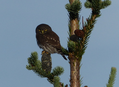 The small Northern Pygmy Owl is not that much bigger than the subalpine fir cone it is perched on