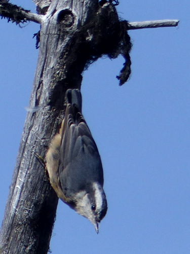 A red-breasted nuthatch faces down on a grayish snag with lichens danging from some of the brances