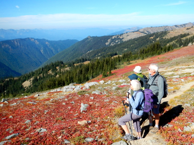 Participants looking towards the subalpine firs and mountains in a sea of low shrub huckleberry that has turned red