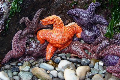 A group of about twelve Olympic National Park Ochre Stars, commonly called starfish, the center one is orange while the rest are different shades of purple
