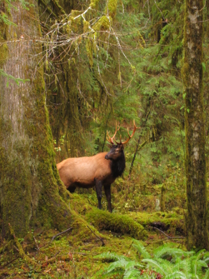 A large bull Roosevelt elk peeks out from behind a huge old-growth Sitka Spruce tree