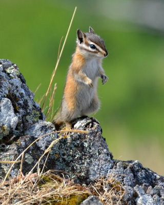 Closeup of the endemic Olympic Chipmunk standing on its hind feet on a lichen-covered rock with a nice contrasting green background