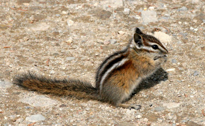 Olympic Chipmunk with paws to mouth as if feeding