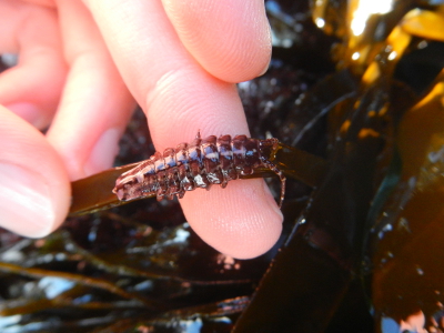 A small Vosnesensky's Isopod attached to seaweed with perspective from a human hand