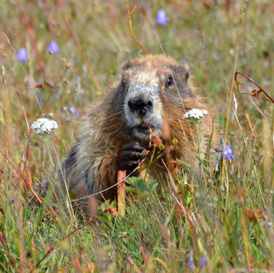 An endemic golden Olympic Marmot peeks out from a wildflower meadow with some vegetation in its right hand and mouth