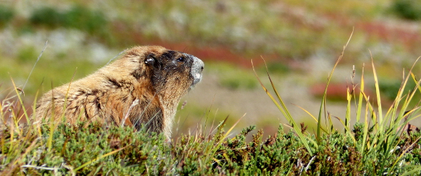 Profile shot of an Olympic Marmot sitting close to its burrow in an alpine meadow during early fall on the Olympic Peninsula