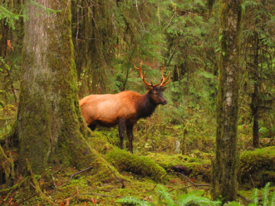 Bull Roosevelt Elk peeking out from a large Sitka Spruce Tree in Olympic National Park