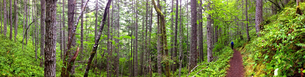 Douglas fir dominated coniferous forest is shown here with an Olympic National Park hiking trail