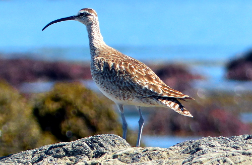 The Whimbrel is a large shorebird with a stout decurved dark bill and stripped head standing with the tidepools in the backgrounds