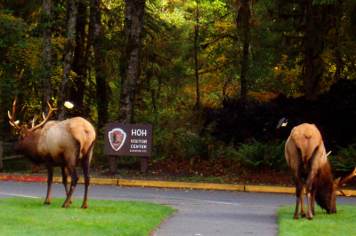 Two male Roosevelt elk with large antlers graze with their backs facing us in front of the Hoh Rainforest visitor center sign