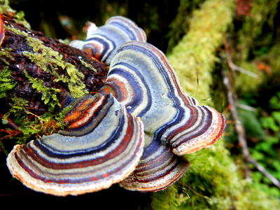 Close-up of a colorful Hoh Rainforest polypore fungi that shows almost all the colors of a rainbow