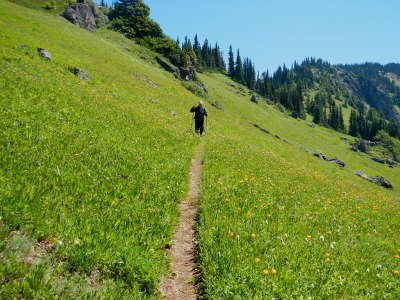 Olympic Peninsula hiker using hiking poles and following a small and narrow trail through a green meadow full of wildlflowers