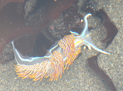 The cerata of Opalescent Nudibrach are a beautiful opalescent orange, which matches the orange and light blue on the body