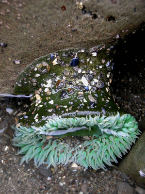 Close-up of a Giant Green Anemone open in the water