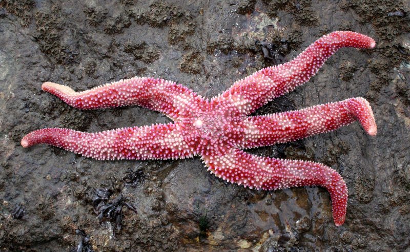 A pink and white mottled Painted Sea Star set against a dark rock in Olympic National Park