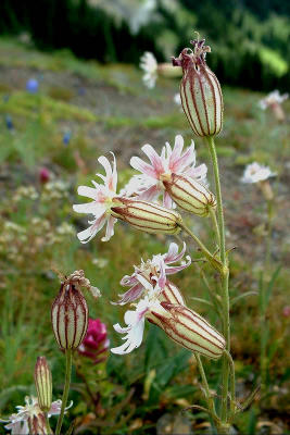 Close-up of Parry's Catchfly with a stunning diversity of subalpine wildflowers in the background