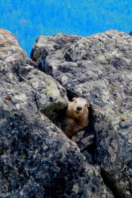 An Olympic Marmot peeking its head out of the crevice of a large boulder