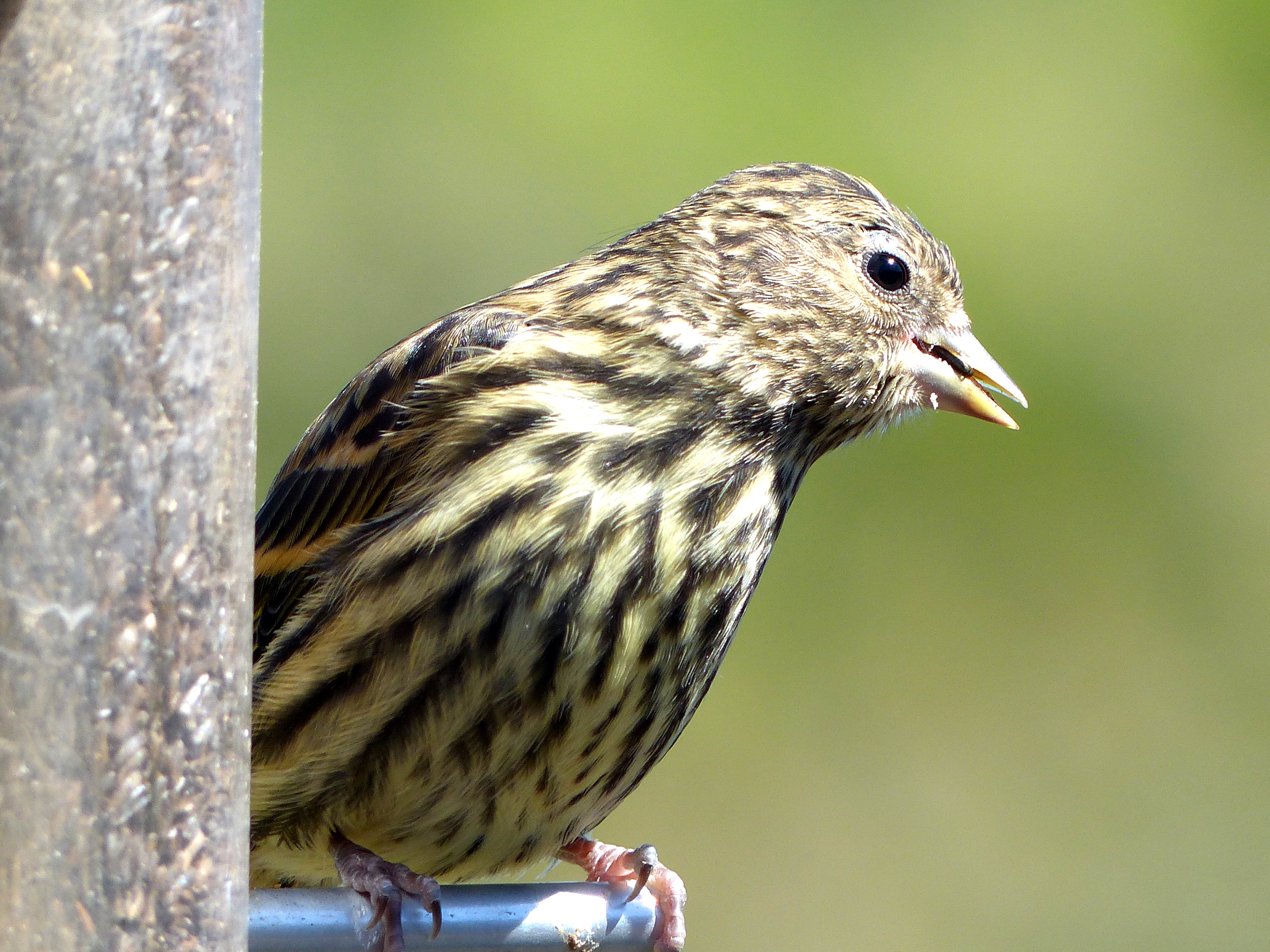 Close-up of a Pine Siskin sitting on a tube feeder with its beak open as it digests seed
