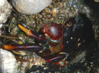 Closeup of a colorful purple shore crab in a rock crevice awaiting the return of the tide