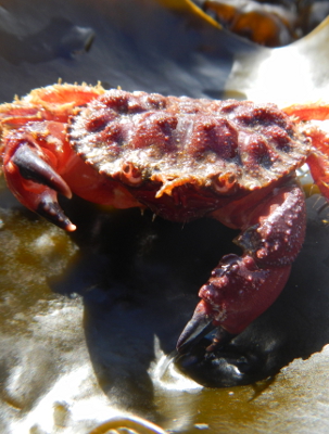 Close-up of a maroon and orange Pygmy Rock Crab that has a very knobby carapace and the pinchers have black tips