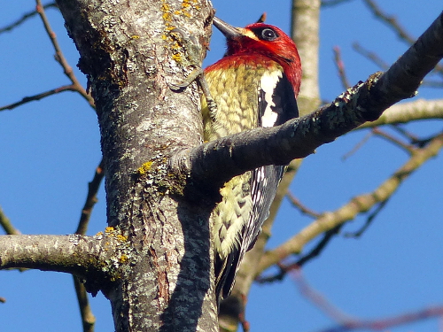 Close-up of a Red-breasted sapsucker partially hidden on a cherry tree, a woodpecker with a bright red head and chest, yellow bellow, and black and white wings