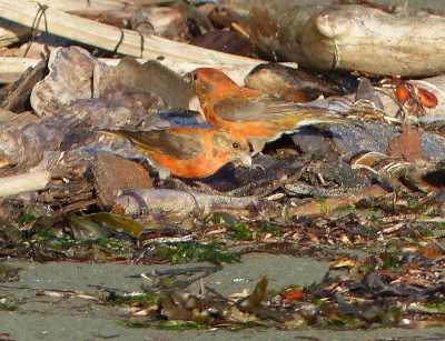 Two male crossbills in transitional yellow and red plumage are captured on the beach outside of Neah Bay