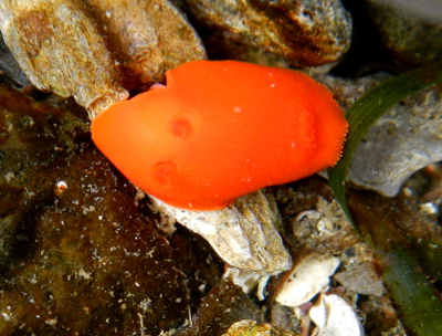 Red Nudibranch on the move with rhinophores and gills viewed underwater