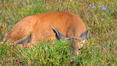 A beautiful Columbian Black-tailed deer lying down in a green meadow still has her ears up but otherwise seems asleep