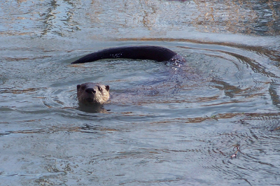 River Otter swimming with only its head and large tail visible out of the water